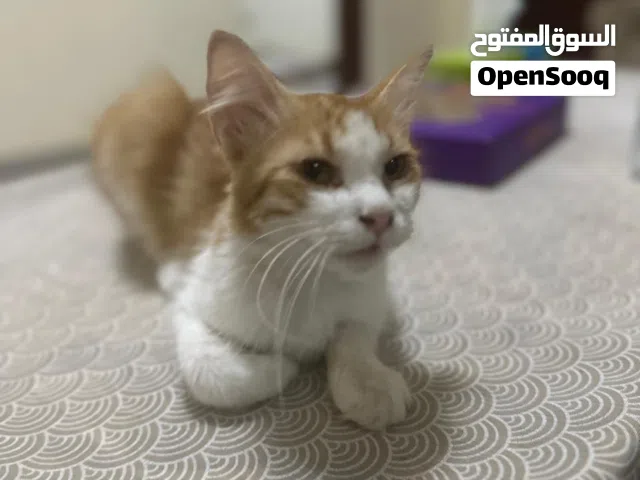 قط شيرازي ذكر عمره سنه cat male 1 ago year
