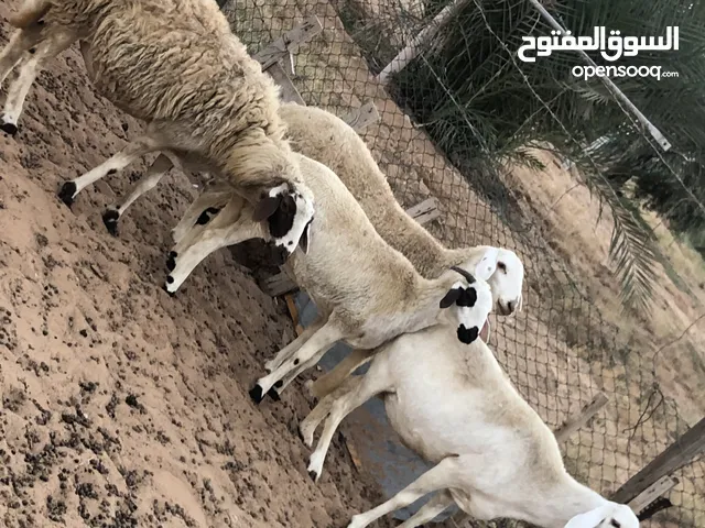 الله يبارك تلاته نعجات وفطيمه