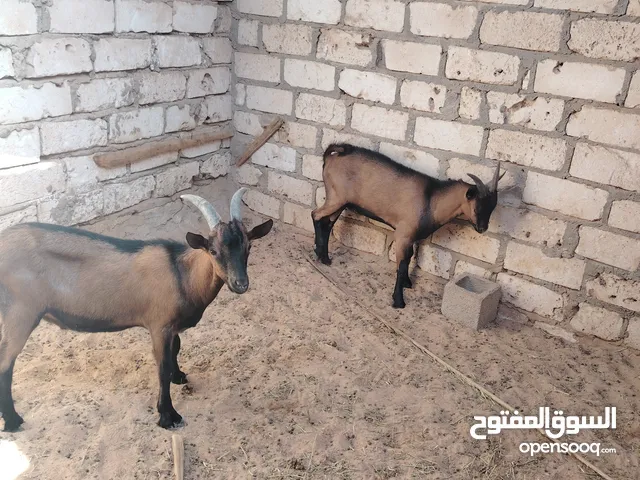 جديان البين دم صافي سلالة الغلطه و مشروع الطاقه