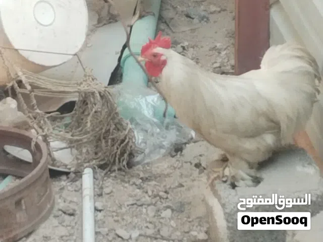 متاح ديوجه بسعار حلوه شرط صاحيات تاخذهن وانته مقتنع اقره وصف