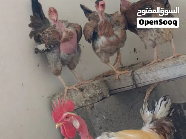 دجاج ابوركيبة للبيع