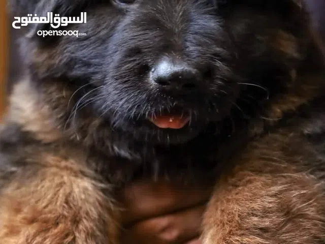 جراوي جيرمن شيبرد