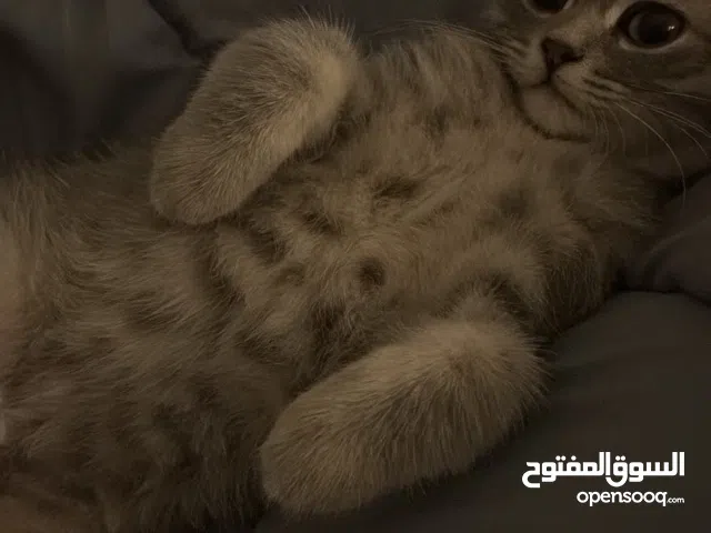 قطوه سكوتش العمر 7 شهور