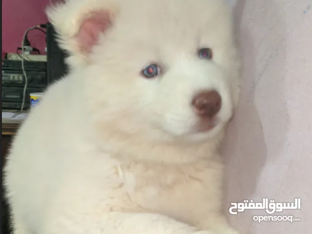 جراوى هاسكى للبيع