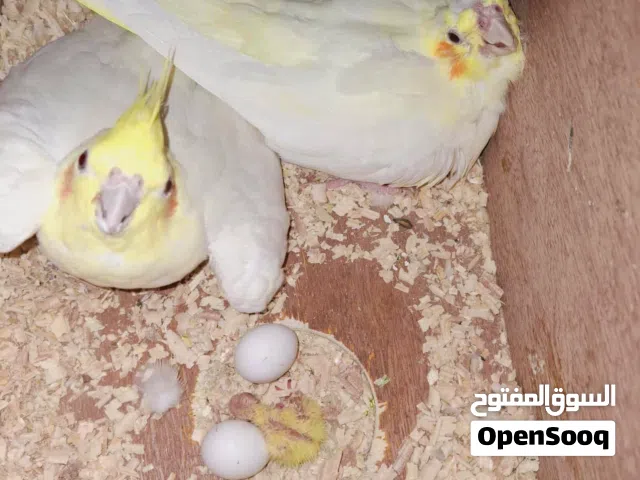 كوبية كوكتيل مصوقرة