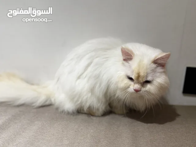 قط ذكر للتبني