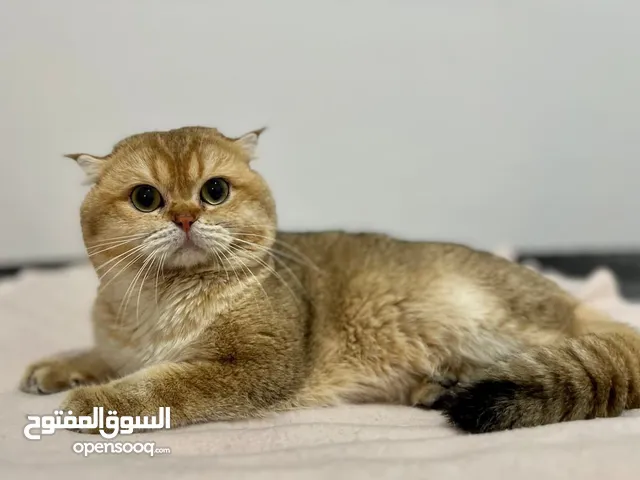 Male for mating للتزاوج