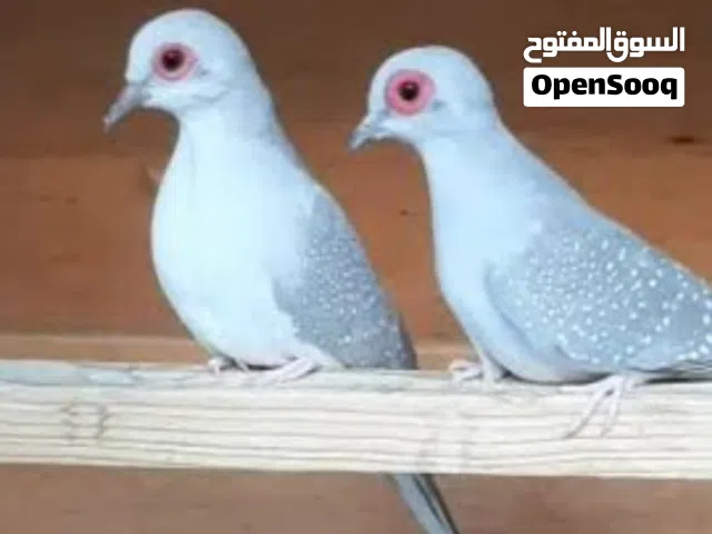 حمام ملكي زوج