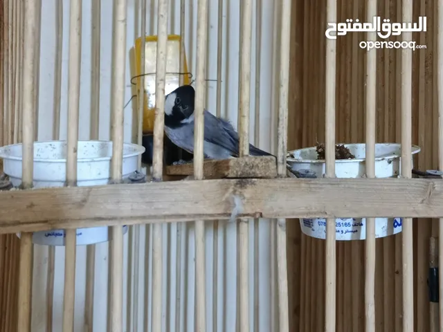 متاح بلابل للبيع عدد 5ابيع بدون قفص فقط