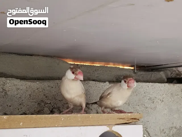 سلام عليكم طير جاوة عسلي تبزير عراقي 100/100 مزاويج مبزرات عندي طيور حلوات مال بيت نظيفات وخشنات