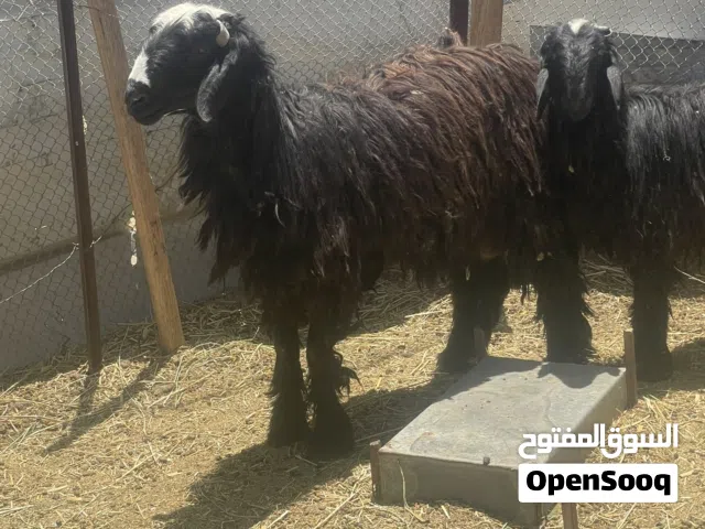 كبش سمين ماشاءالله للبيع