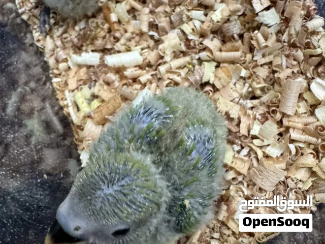 للبيع فروخ لاف بيرد /قرين رد فيس