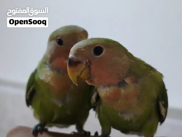 بركديلو (روز) اقرا الوصف