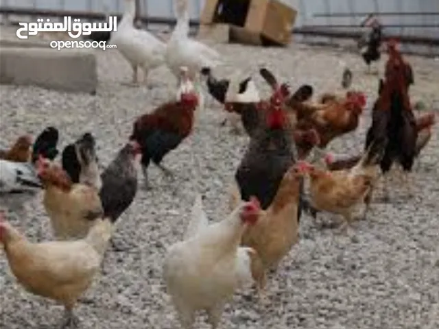 دجاج عماني بياض