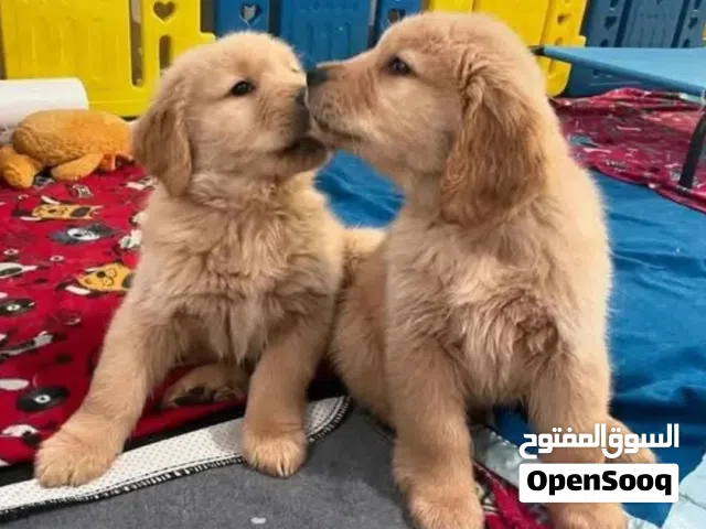 جولدن متوفر جراء ذكور مستوى عالي الاهالي متوفره للمعاينه والمشاهده