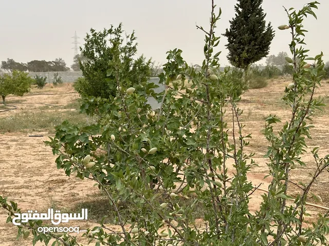 Farm Land for Sale in Gharyan Other