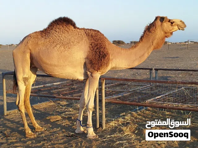 ناقه مدني للبيع