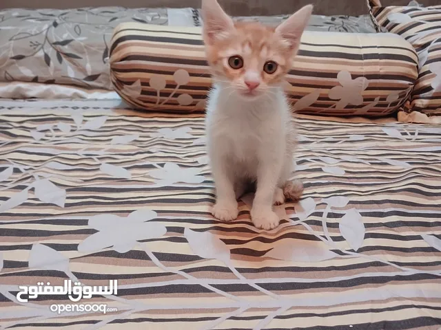 قطط صغيرة للتبني من عمر 2 إلى 12 شهرًا(April 16 date of birth)