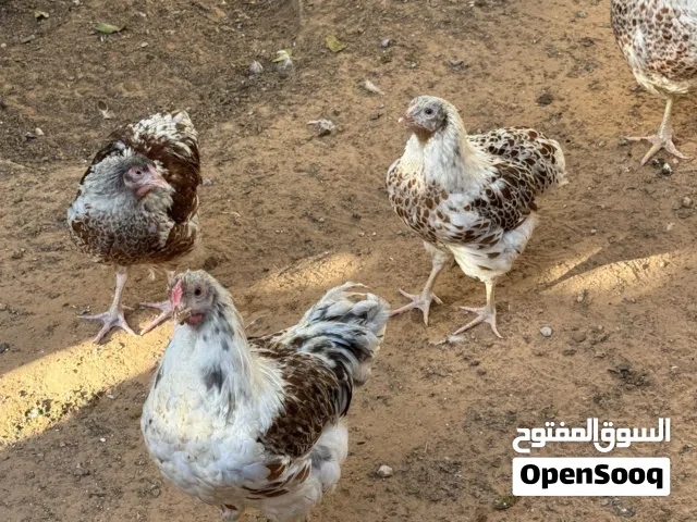متاح تلاته دجاجات وديك وفلاليس