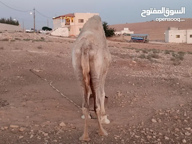 ناقه حايل للبدل على خلفه طيبه ب الحليب