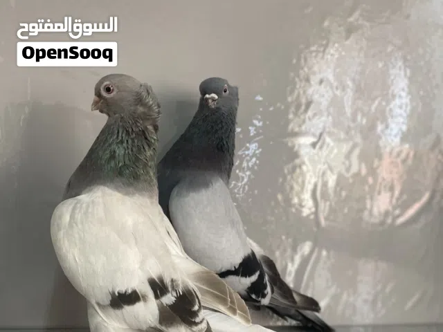 عینوان محافز سلیمانی