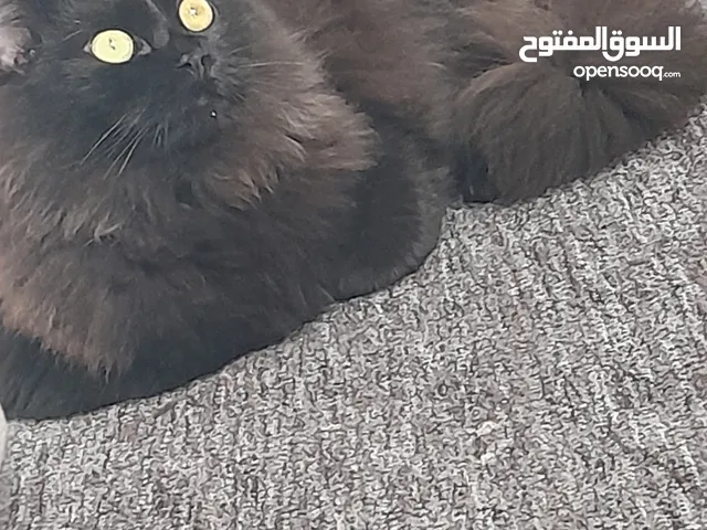 قطة من نوع نادر الشيرازي أنثى . اتصال على الوتساب فقط .