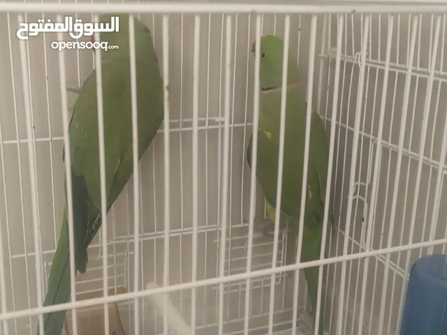 parrots male and female 1 for 150 both for 300