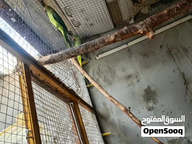 متاح زوج هندي امايات مضومنات انتاج سعر 250 وبيهن مجال قليل لشراي مكاني بصرة جبيلة