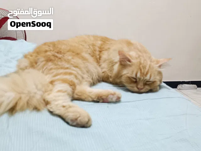 قط شيرازي نادر للبيع