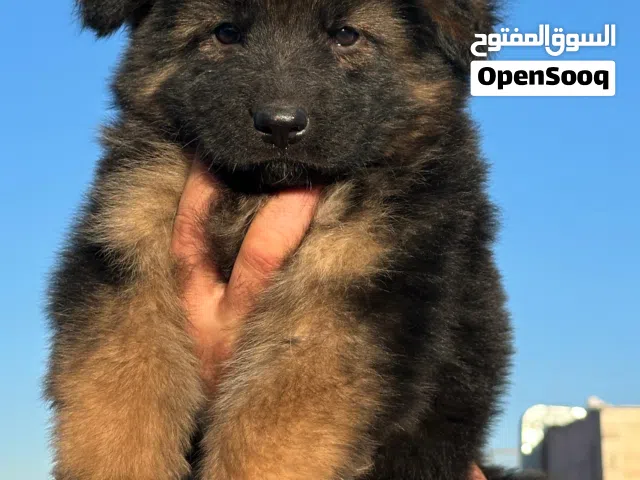 كلاب جيرمين شيبرد للبيع ذكر واحد واربع اناثي