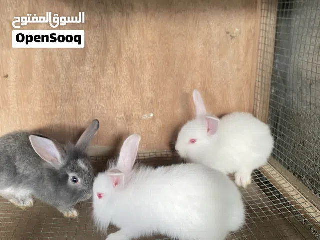 ارانب تهجين هولندي