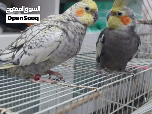 للبيع جوز كروان (كوكتيل) صحة ونظافة + قفص كبير كامل لوى