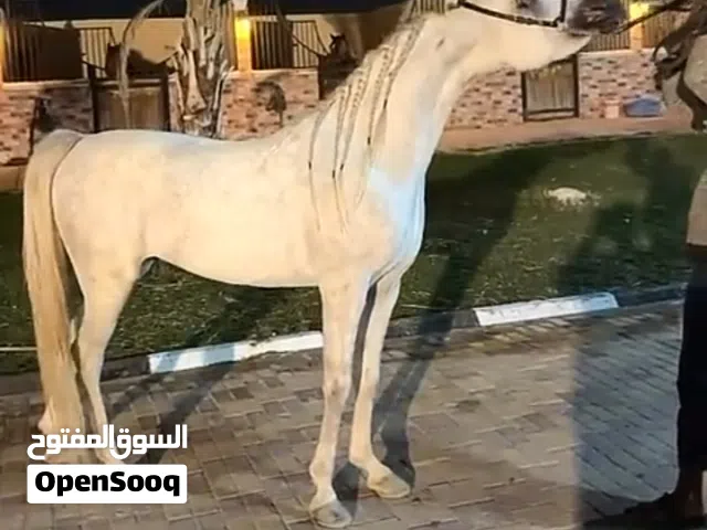 للتنازل عن مصبغه مركزيه