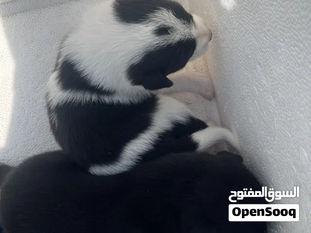 كلب هاسكي للبيع