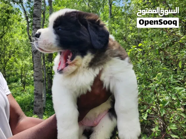 Purebred Saint Bernard Puppy Healthy, Fluffy & Ready for a Loving Home.