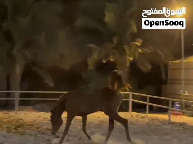 مهر عربي أصيل (بي أ مزاحم) حفيد AJ MARDAN و MARAJJ - دماء فاخرة