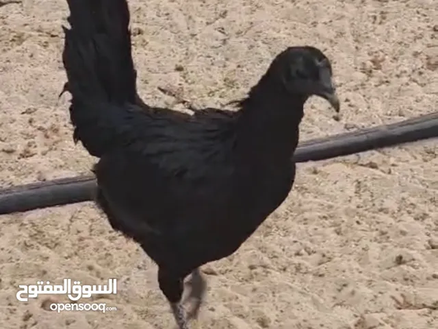 دجاج سيماني إندونيسي