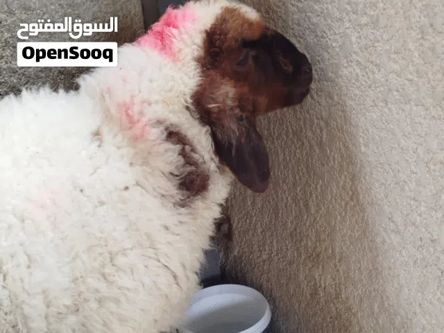 طلي نثية شرط الصحة