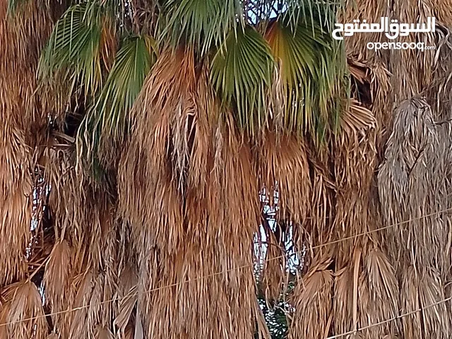 نخل واشنطونيا نخب حجم سوبر سوبر جامبو احجام من 9متر ل11متر شغل قصور وفلل اشي مرتب