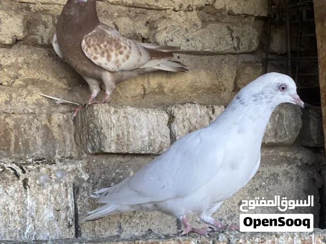 افراخ تور خوات