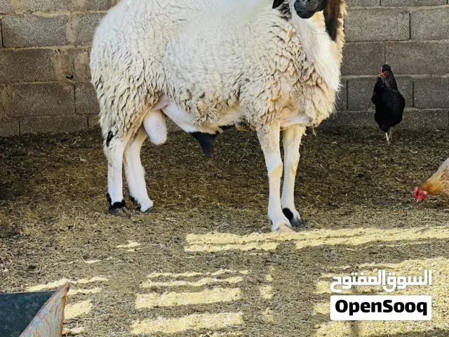 اعلان بيع اغنام