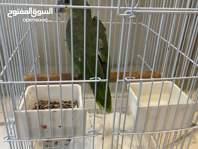 للبيع كاسكو أمزوني أورنج
