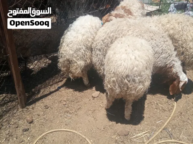 خرفان العدد 5 اوزان 45 كيلو قائم اعمار سبع شهور الله يبارك لراعي النصيب