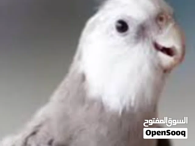بيع ببغاء كوكتيل