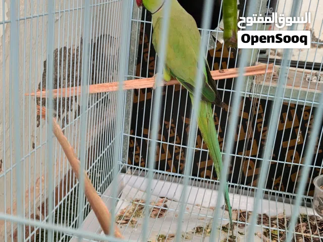 زوج دره (متوه)