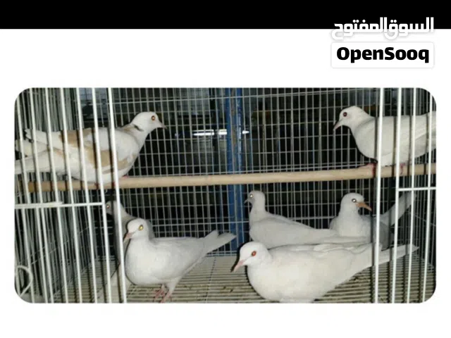 مطلوب عفاد  زوجين لون ابيض