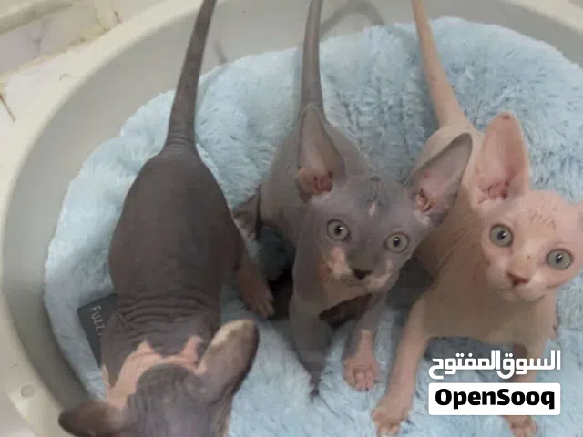 Sphynx kittens كتنز فرعوني