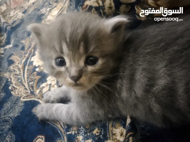 Persian kittens available for going New home