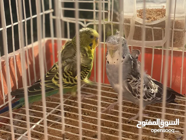 كوبيات بقلينو هوقو الله يبارك