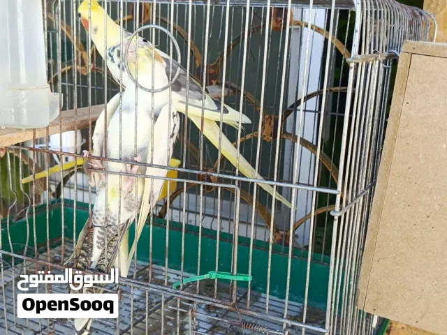 جوز كوكتيل بايد البينو معهم فرخين